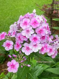 Image result for Phlox paniculata `Bright Eyes`