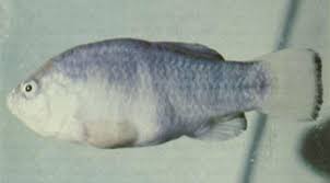 The Harelip Sucker The Galapagos Damsel And Other Vanished Fish Species Extinct Animals Animals Ancient Animals