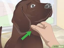 If your cat is sneezing a lot, the reason could be more than just allergies. 3 Ways To Stop Reverse Sneezing In Dogs Wikihow Pet