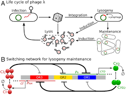 Jun 25, 2021 · london, jun 25: Probability Landscape Of Heritable And Robust Epigenetic State Of Lysogeny In Phage Lambda Pnas