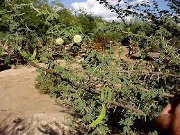 Image result for Acacia gerrardii