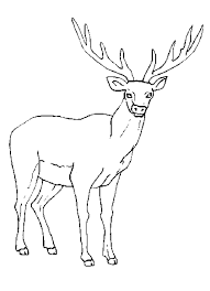 Elk coloring pages the elk is the second largest deer, smaller than the moose and larger than the red deer. Rocky Mountain Elk Coloring Page Coloring Home