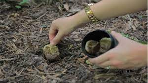 Maybe you would like to learn more about one of these? 8 Reasons To Bury Tea Bags In Your Garden The Rainforest Site News