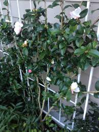 Camellia Sasanqua Apple Blossom Espaliered Apple Blossom North Garden Garden Beds