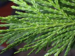 Image result for Calocedrus decurrens