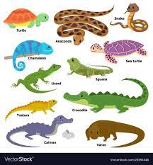 Reptile Vector Animal Reptilian Character Lizard Turtle Iguana And Chameleon Pet Illustration Set Of Crocodile Varan Drago Chameleon Pet Reptiles Cute Reptiles