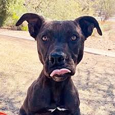 With their return policy in place, arizona poodle rescue seeks the rescued poodles' best interests even after they're adopted. Mayday Pit Bull Rescue Advocacy In Phoenix Arizona