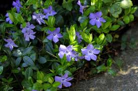 Maybe you would like to learn more about one of these? The 10 Best Evergreen Ground Cover Plants That Grow Quickly