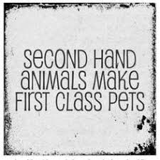 See more ideas about neuter, spay, pets. Adopt Regional Spca Teamdog Teamcat Teampaw