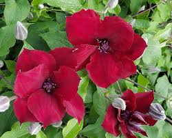 Check spelling or type a new query. Amour Nurseries Clematis Boulevard Nubia Evipo059 Free Flowering And Hardy This Exceptionally Dark Red Compact Repeat Flowering Clematis Is Excellent In Large Planters Or On Trellis Against A Wall Blooms Prolifically From