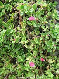 Small floating plants, small marginal plants and small submerged plants. Baby Sun Rose Hanging Pots Gardening