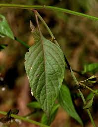 Image result for Celosia trigyna