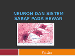 Berbeda dengan pada avertebrata, di mana sistem saraf pada avertebrata secara umum belum terdifferensiasi secara nyata seperti halnya pada vertebrata, maka. Sistem Saraf Pusat Dan Otonom Research Papers Academia Edu