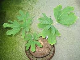 Image result for Neorautanenia