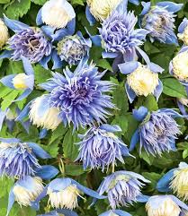 Clematis Ocean Pearl Top Qualitat Kaufen Baldur Garten Clematis Pflanzen Clematis Blumengarten Plane