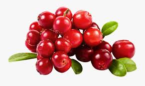 Clip Art Cranberry Pictures Cranberry Transparent Background Free Transparent Clipart Clipartkey Watercolor cranberry clipart cranberries clip art branches | pngio. clip art cranberry pictures cranberry
