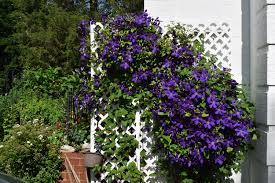 Some are at their best in sun and some in shade. How To Get Bountiful Clematis Blooms Gardeninacity