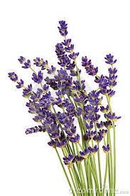 Lavender Clipart Free Google Search Lavender Oil Benefits Flower Tat Free Clip Art