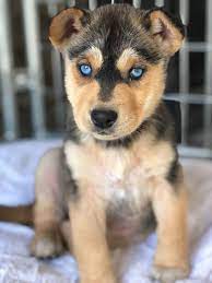 Pin By Journey Home Animal Rescue On Dogs And Puppies Blue Eyed Dog Blue Eyed Animals Puppies With Blue Eyes