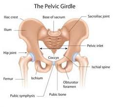 Pin On Anatomy