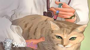 disi kedi kisirlastirma operasyonu ovariohysterectomy kedi blog