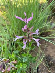Image result for Syncolostemon elliottii