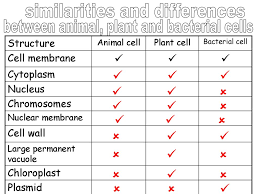 What are the differences between bacteria and animal cells. Similarities And Differences Between Plant And Animal Cells And Bacterial Cells