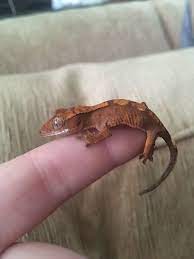 Baby Crested Gecko Crested Gecko Animals Gecko