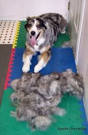 The Healthy Dog Australian Shepherd Medium Haircut Australian Shepherd Grooming Australian Shepherd Aussie Dogs