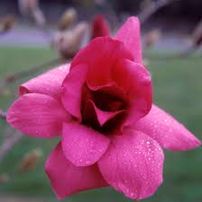 Rest assured, when you buy magnolia trees for sale online from. Magnolia Vulcan Aldgate Tree Farm