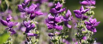 Maybe you would like to learn more about one of these? Annual And Perennial Salvias Country Garden Uk