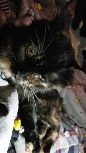 Coastal Cat Clinic Home Facebook