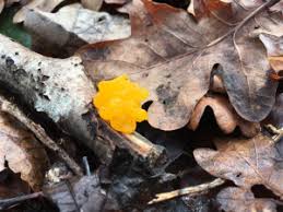 ↑snow mushroom, ↑tremella fuciformis, ↑witches butter, ↑tremella lutescens, ↑t … useful english dictionary. Observations List Uk And Ireland Ispot