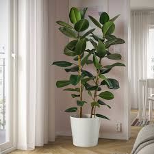 Image result for Ficus elastica