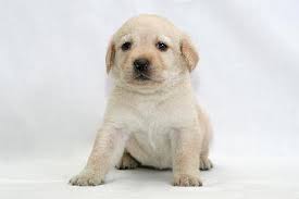 How To Stop A Labrador Puppy S Aggressive Behavior