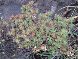 Image result for Crassula sarcocaulis