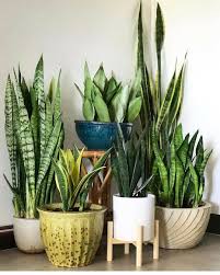 Snake Plant Corner Plant Decor Indoor Sansevieria Plant Plants