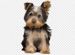 We did not find results for: Shenki Png Images Pngwing