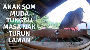 Free & easy!app builder no coding! Anak Terkukur Som 7 Bulan Galak Sangkar Layang Youtube