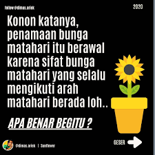 Minyaknya digunakan untuk biodiesel dan memasak, dan bijinya bisa dijadikan camilan yang lezat. Dimas Ariek Bunga Matahari Matahari Bunga Facebook