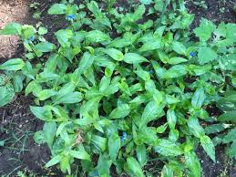 While ground ivy is an undesirable weed, its delicate purple flowers have one redeeming quality. Pretty Ground Cover Probably A Weed Indiana Yard And Garden Purdue Consumer Horticulturepurdue University Indiana Yard And Garden Purdue Consumer Horticulture