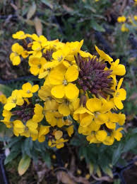Check spelling or type a new query. Wild Wallflower 9cm Pots Erysimum Cheiri Uk Delivery Naturescape