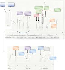 Image result for Mostuea batesii