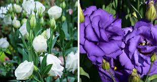 Image result for eustoma lisianthus in garden