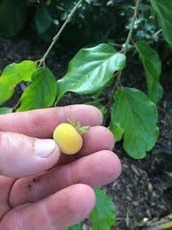 Image result for Dovyalis rotundifolia