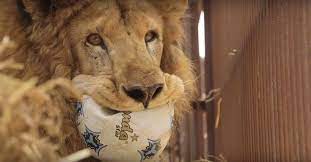 The Biggest Circus Lion Rescue Of Its Kind Just Happened And It Was Epic Circus Lion Lion Animal Rescue