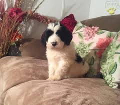 Are you looking for a saint berdoodle puppy for your family? Molly Saint Berdoodles Puppy For Sale In Commodore Pa Happy Valentines Day Happyvalentinesday2016i