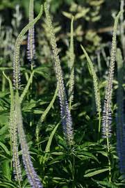 Maybe you would like to learn more about one of these? Veronicastrum Kwekerij Van Opvallende Vaste Planten Ven Zelderheide