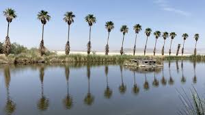 Image result for Brazzeia soyauxii