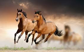 صور أحصنة 2019 خلفيات خيول صور حصان جميلة Hd يلا صور